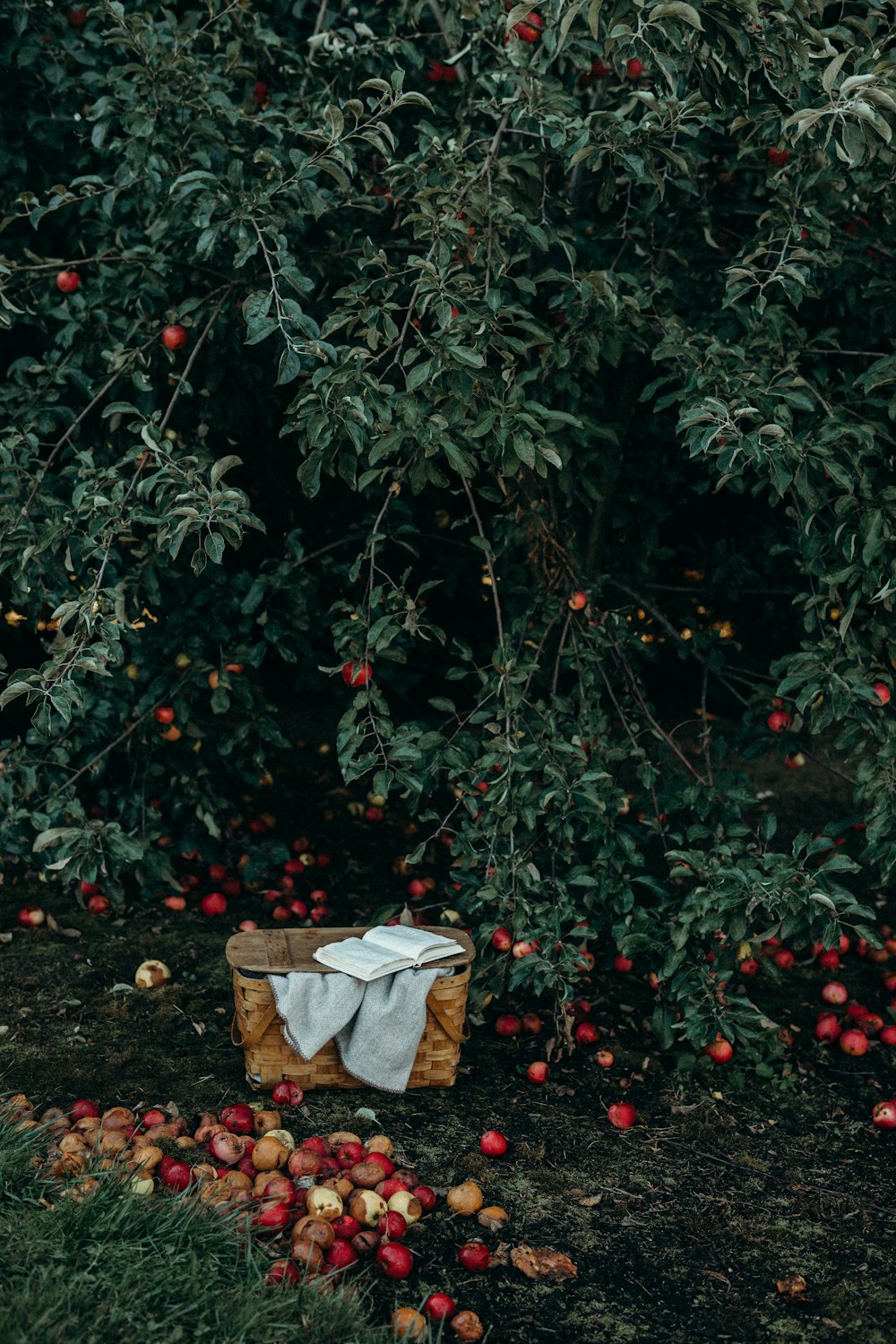 Foto de la canasta cerca de las frutas y el árbol