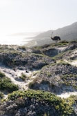 An ostrich stands majestically on a sandy, bush-covered hillside overlooking a coastal landscape. The scene is bathed in bright sunlight, with the ocean and distant hills visible in the background.