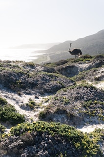An ostrich stands majestically on a sandy, bush-covered hillside overlooking a coastal landscape. The scene is bathed in bright sunlight, with the ocean and distant hills visible in the background.
