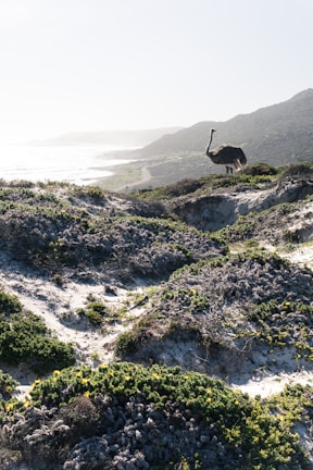 An ostrich stands majestically on a sandy, bush-covered hillside overlooking a coastal landscape. The scene is bathed in bright sunlight, with the ocean and distant hills visible in the background.