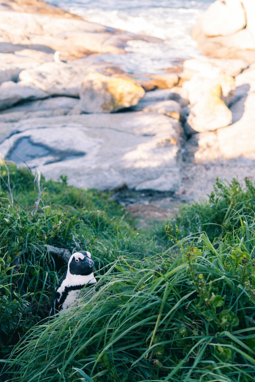 close-up photography of white and black animal standing on green grass field