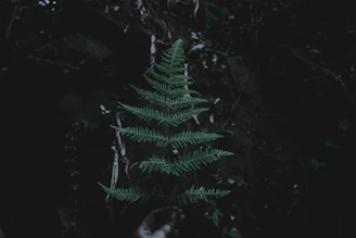 person holding green fern branch
