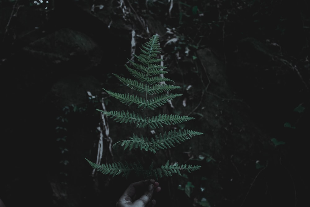 person holding green fern branch