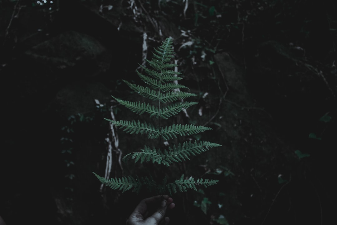 person holding green fern branch, breathe