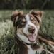 shallow focus photography of brown and white dog
