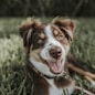 shallow focus photography of brown and white dog
