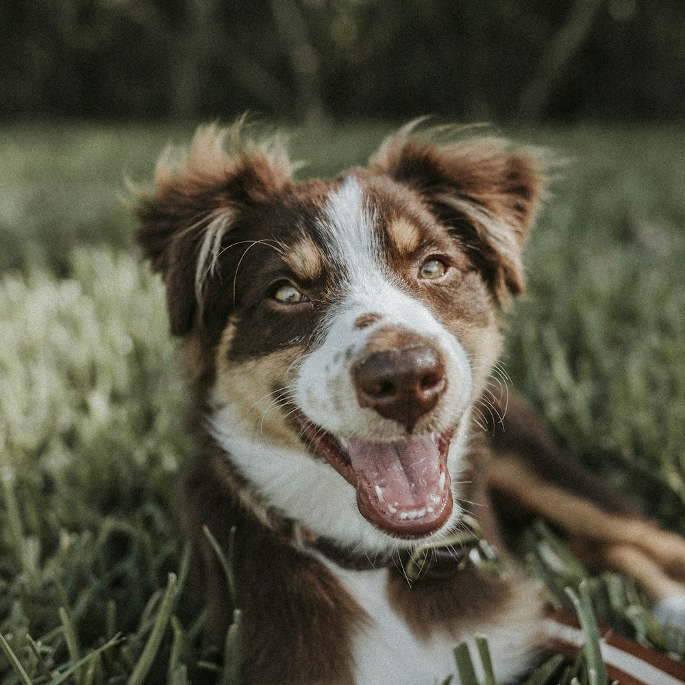 Photographie à mise au point peu profonde d’un chien brun et blanc