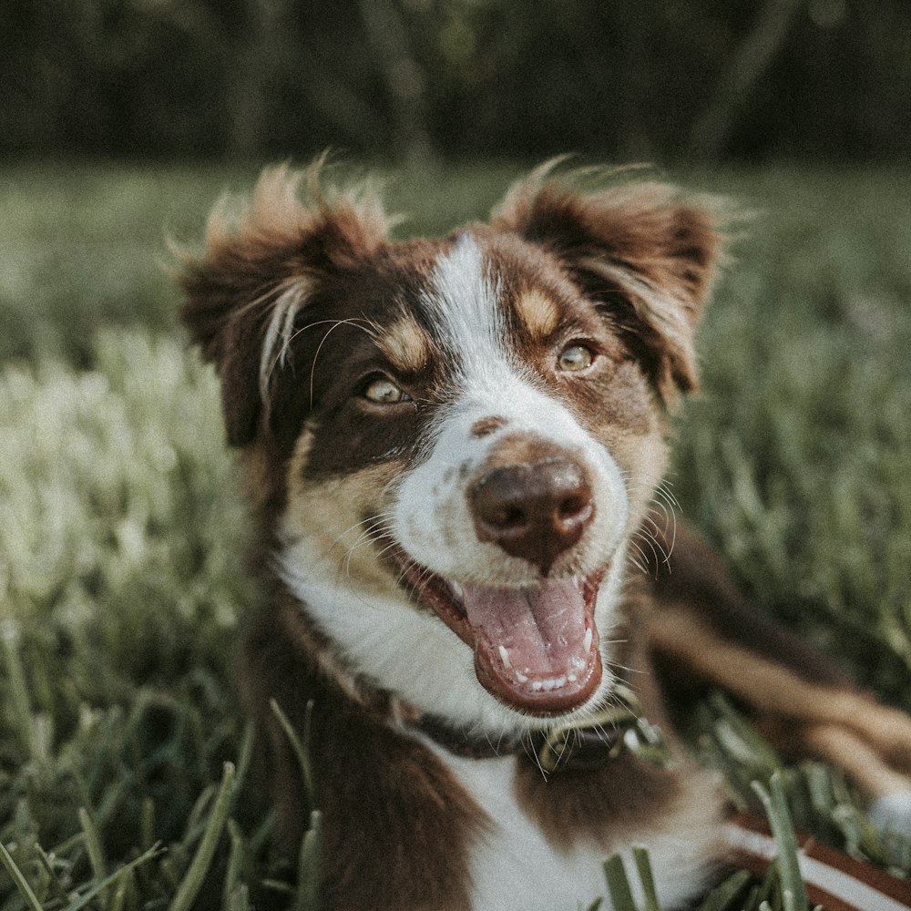 Fotografía de enfoque superficial de perro marrón y blanco