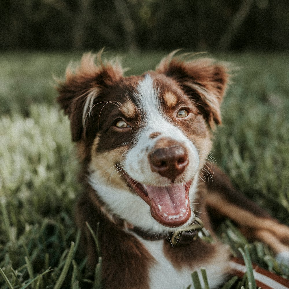 shallow focus photography of brown and white dog