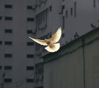 in flight dove