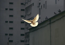 in flight dove