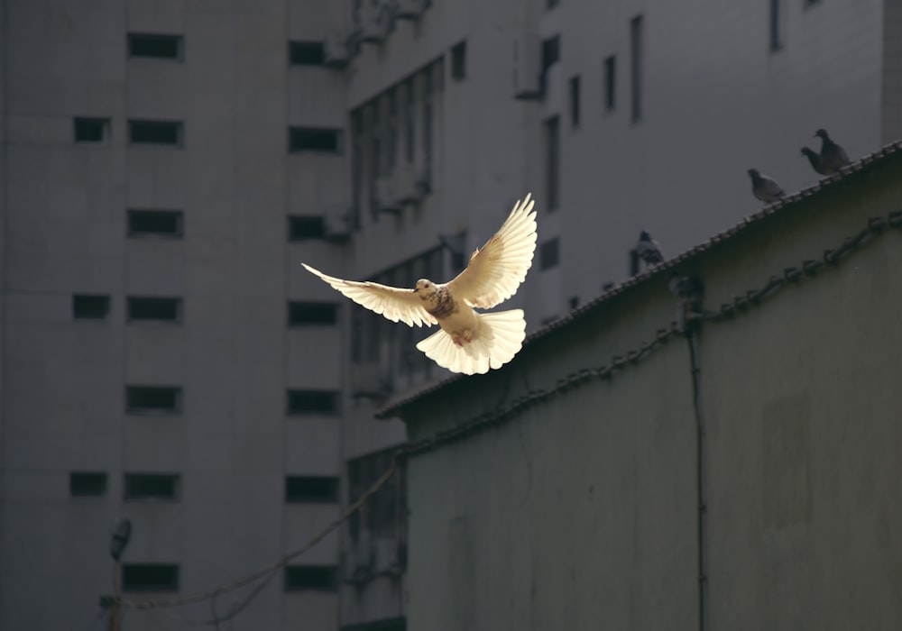 飛行中の鳩