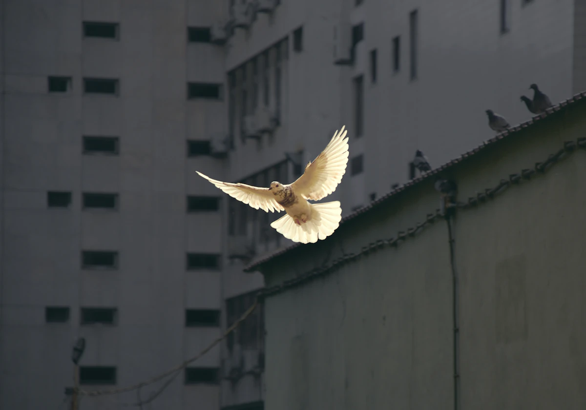 A white dove in flight, symbolic of Ahimsa or non-violence