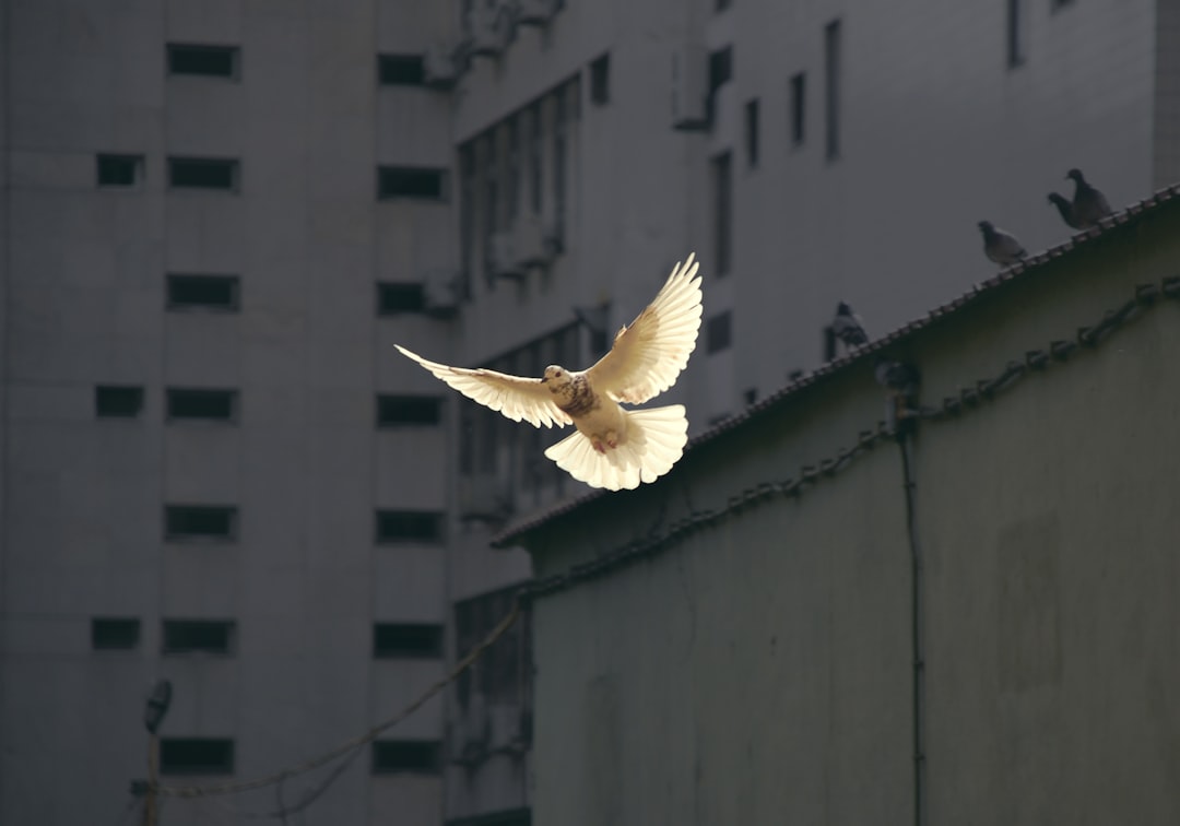  in flight dove dove