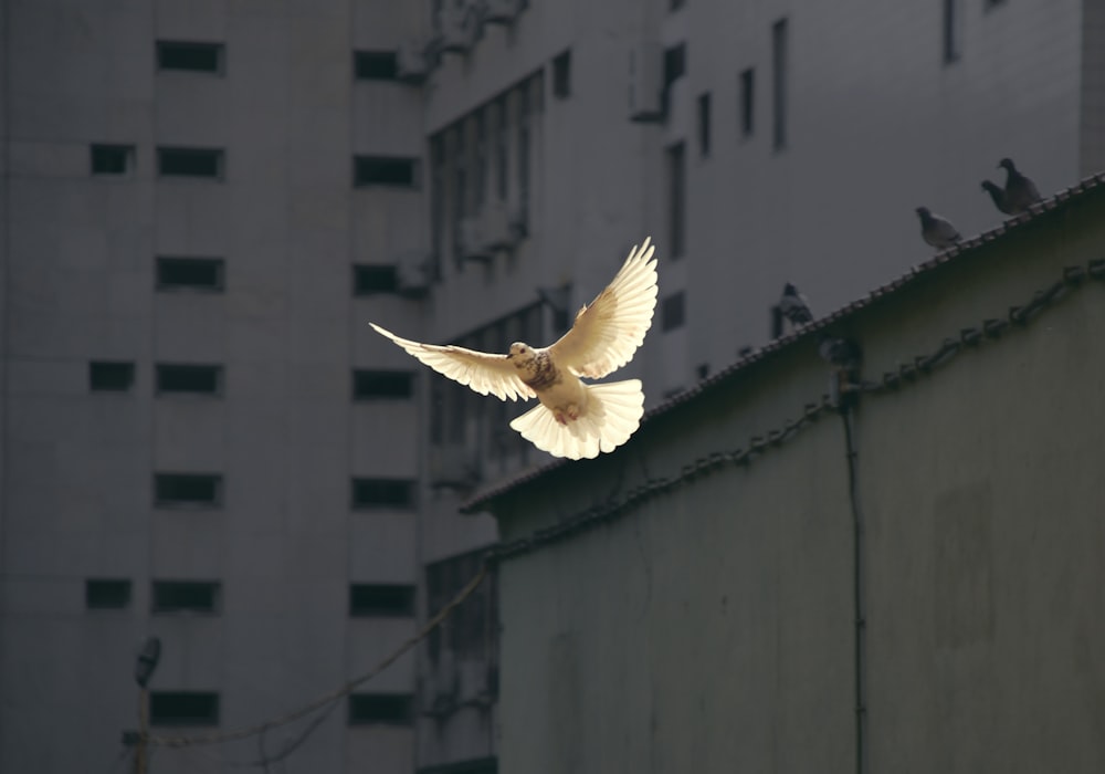 Weiße, fliegende Taube - im Hintergrund eine Hochhauswand.
