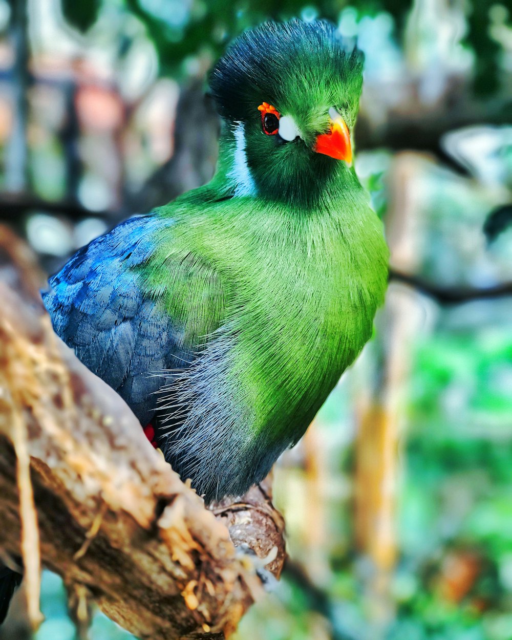 茶色の木の枝にとまる緑の鳥のセレクティブフォーカス写真