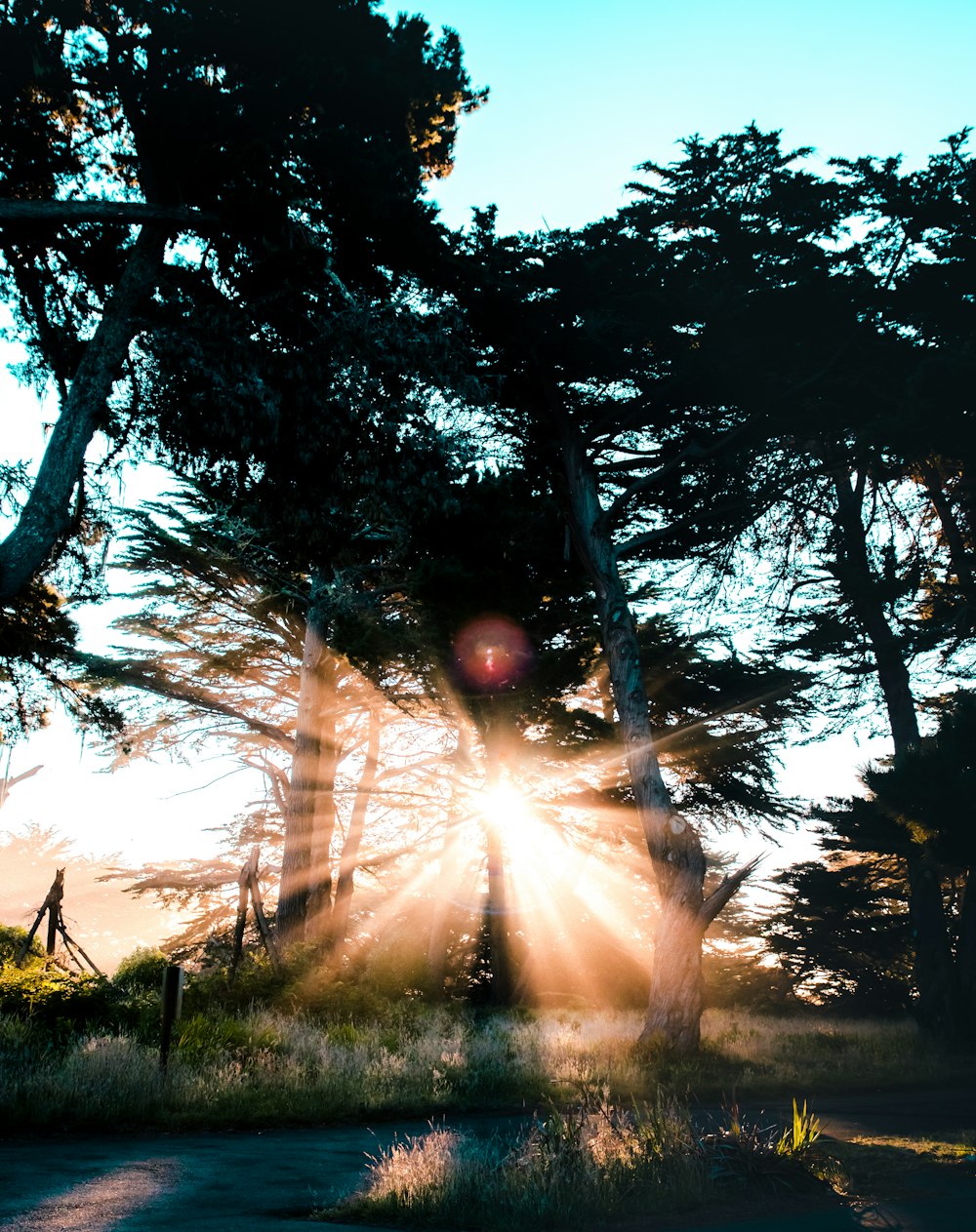 rayons crépusculaires au-delà des arbres sous le ciel bleu