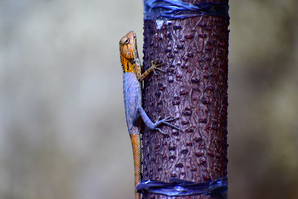 gray and brown lizard climbing on purple tree trunk