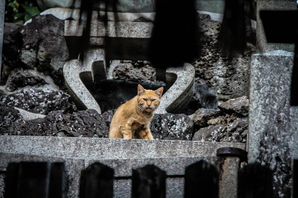 石の上の茶色の猫