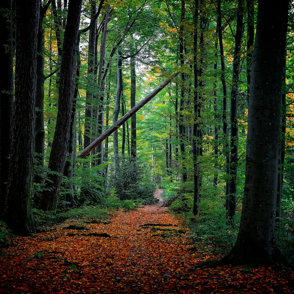 foto di alberi a foglia verde durante il giorno