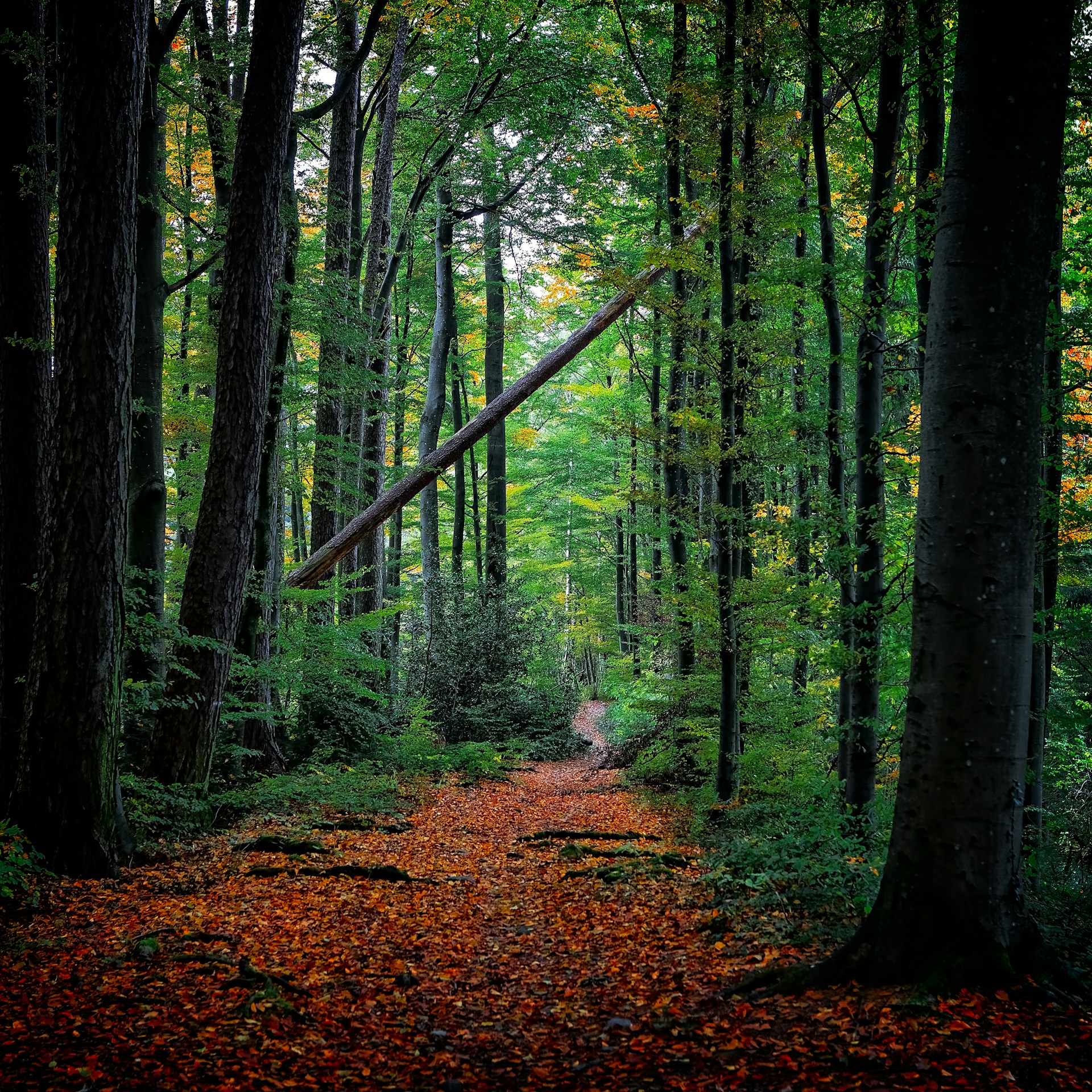 green leafed trees photo during day time