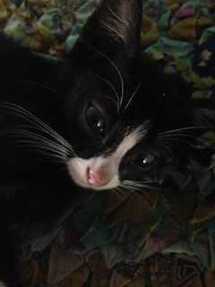 A close-up of a black and white kitten with large eyes and a pink nose resting on a multicolored patterned blanket. The kitten's fur is sleek, and its whiskers prominently stand out.
