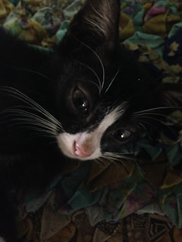 A close-up of a black and white kitten with large eyes and a pink nose resting on a multicolored patterned blanket. The kitten's fur is sleek, and its whiskers prominently stand out.