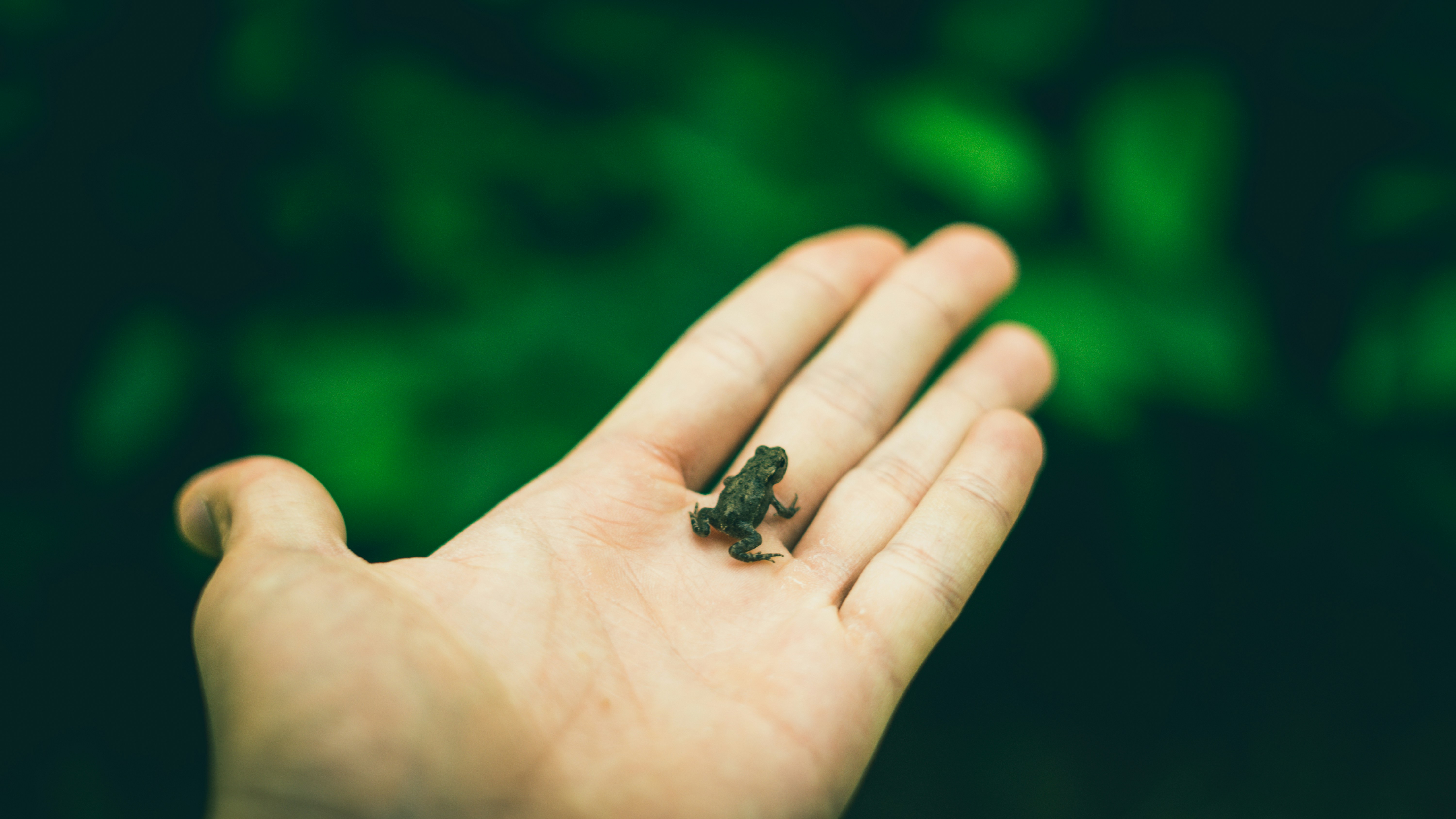 Best 500+ Baby Frog Pictures | Download Free Images on Unsplash