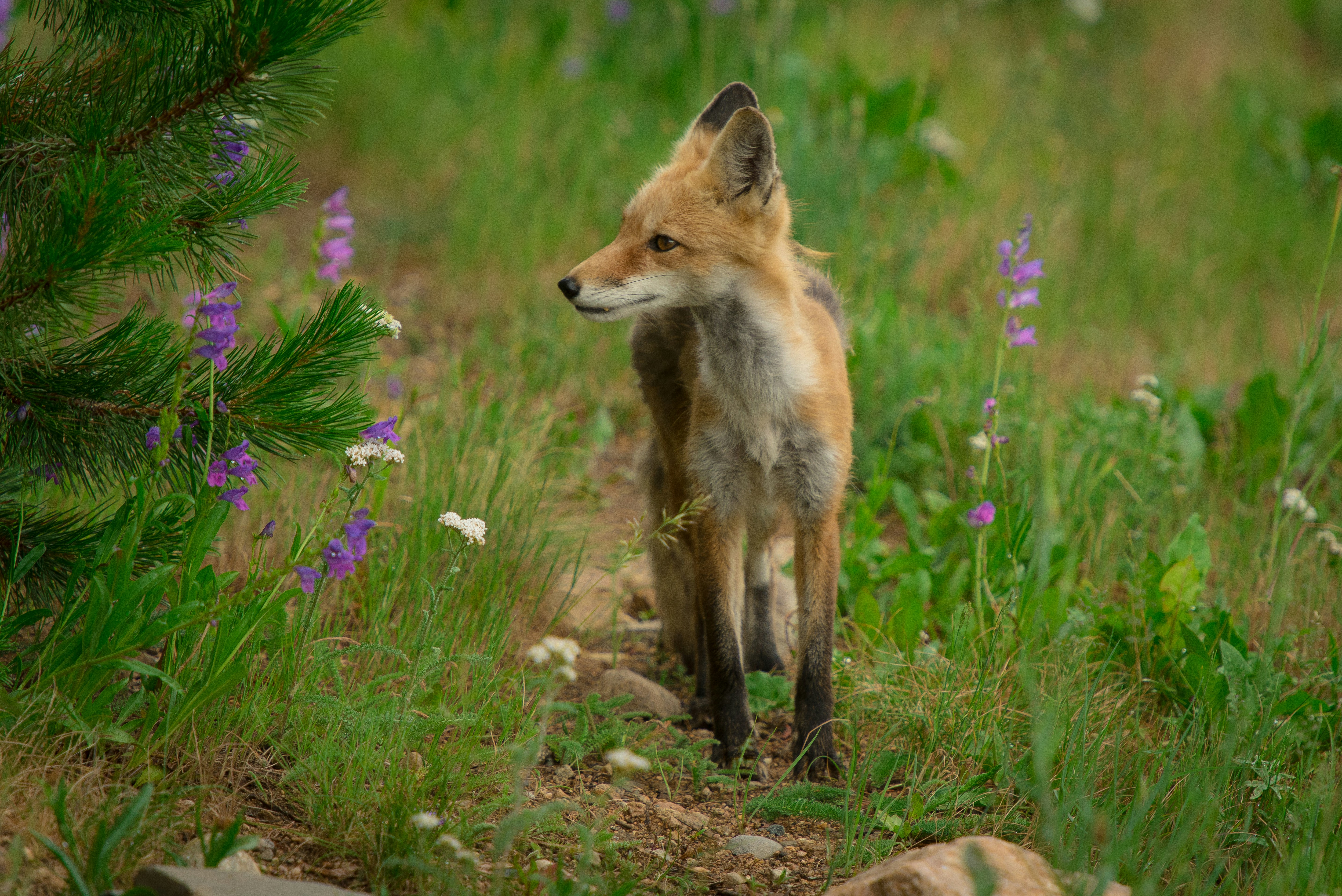 昼間の緑の芝生の上の茶色のキツネの写真 Unsplashで見つける動物の無料写真