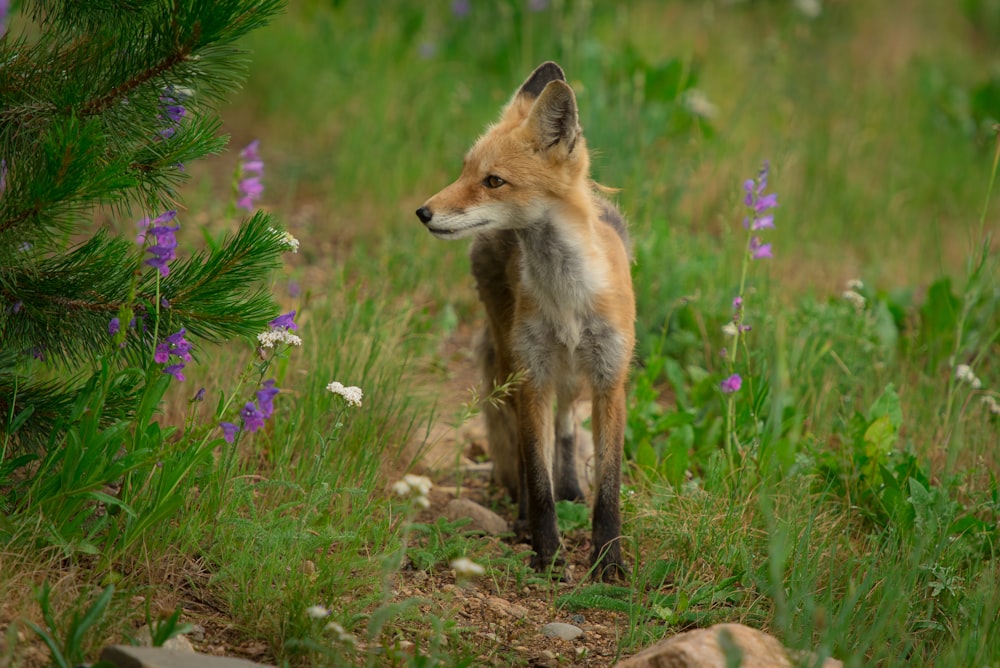 brown fox on green grass during daytime