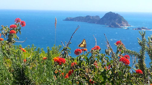 A scenic view of São Jorge island with blooming flowers and bees in action.