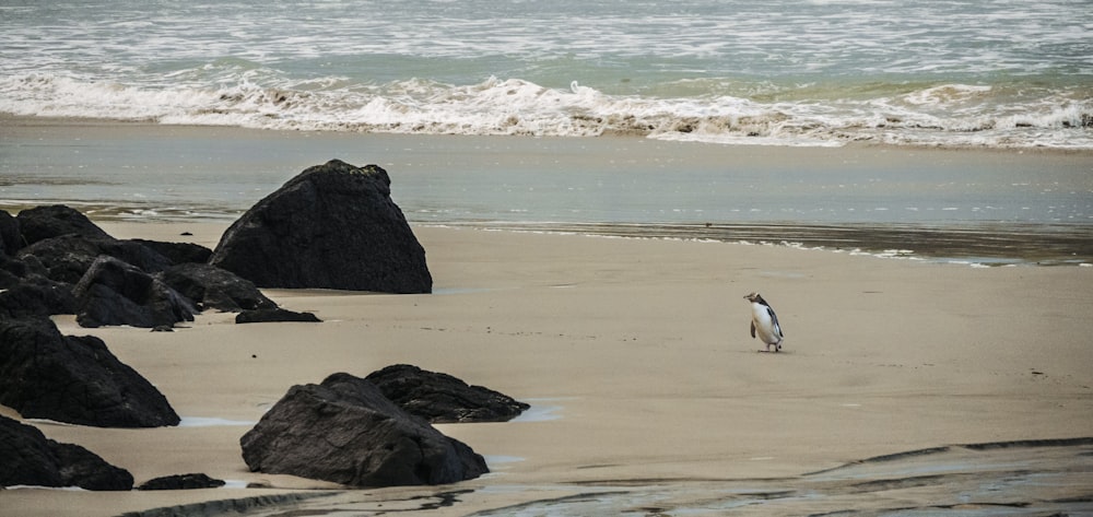 Pingüino parado en la costa