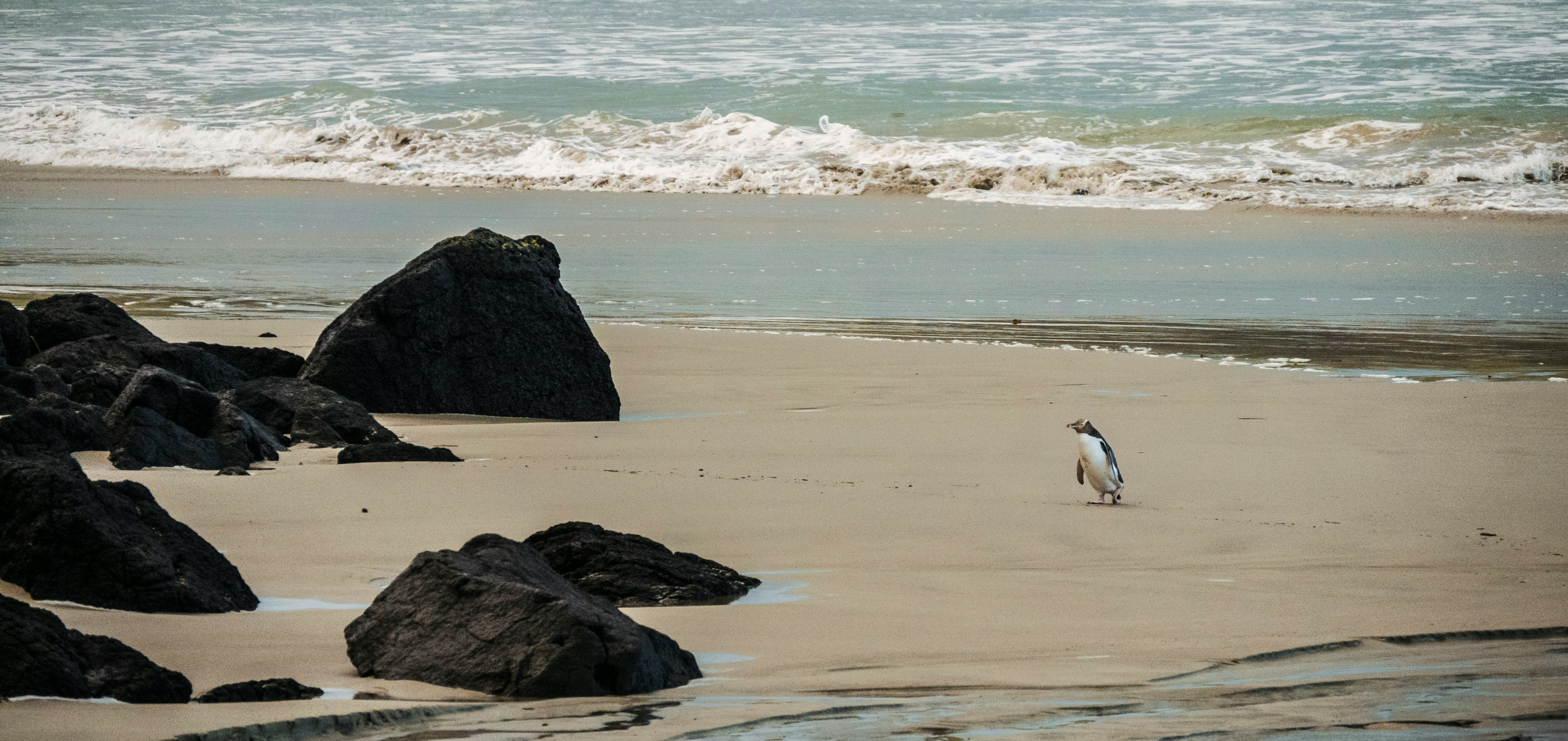 penguin standing on coastline