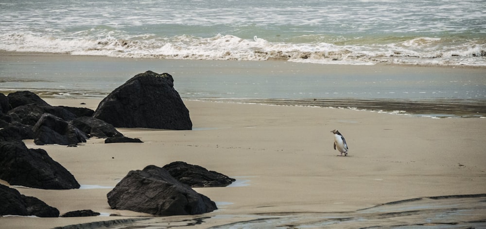 pinguino in piedi sulla costa