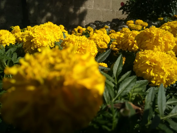 A cluster of yellow marigolds buzzing with busy pollinators in a garden bed