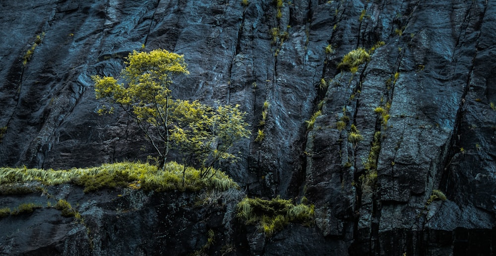 절벽 근처의 푸른 나무 사진