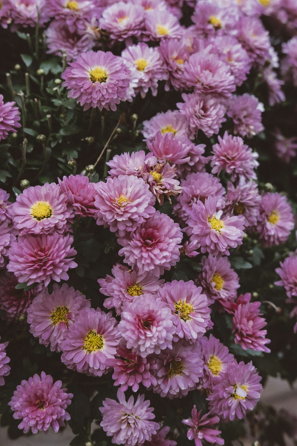 pink cluster flowers