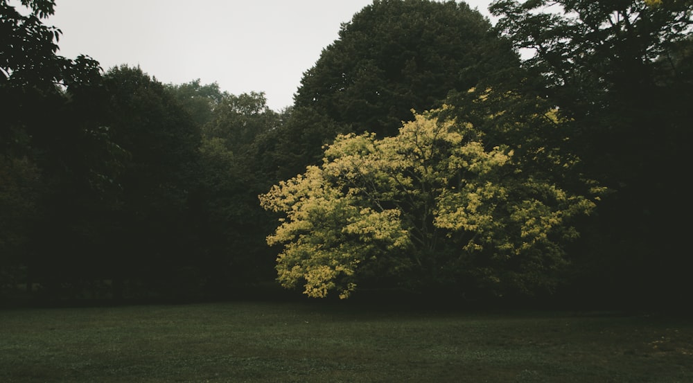 green trees