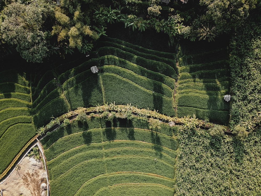 aerial photography of leafed plants