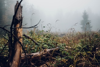 brown driftwood on green and brown grass field with mist at daytime