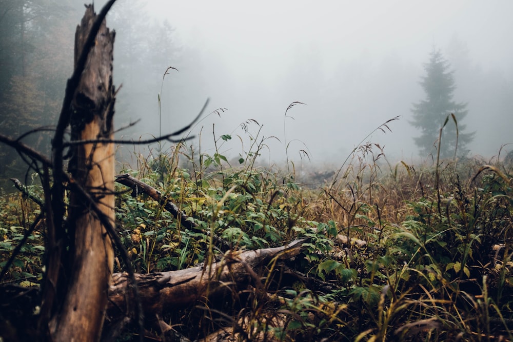 brown driftwood on green and brown grass field with mist at daytime