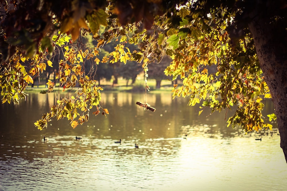 green tree beside body of water