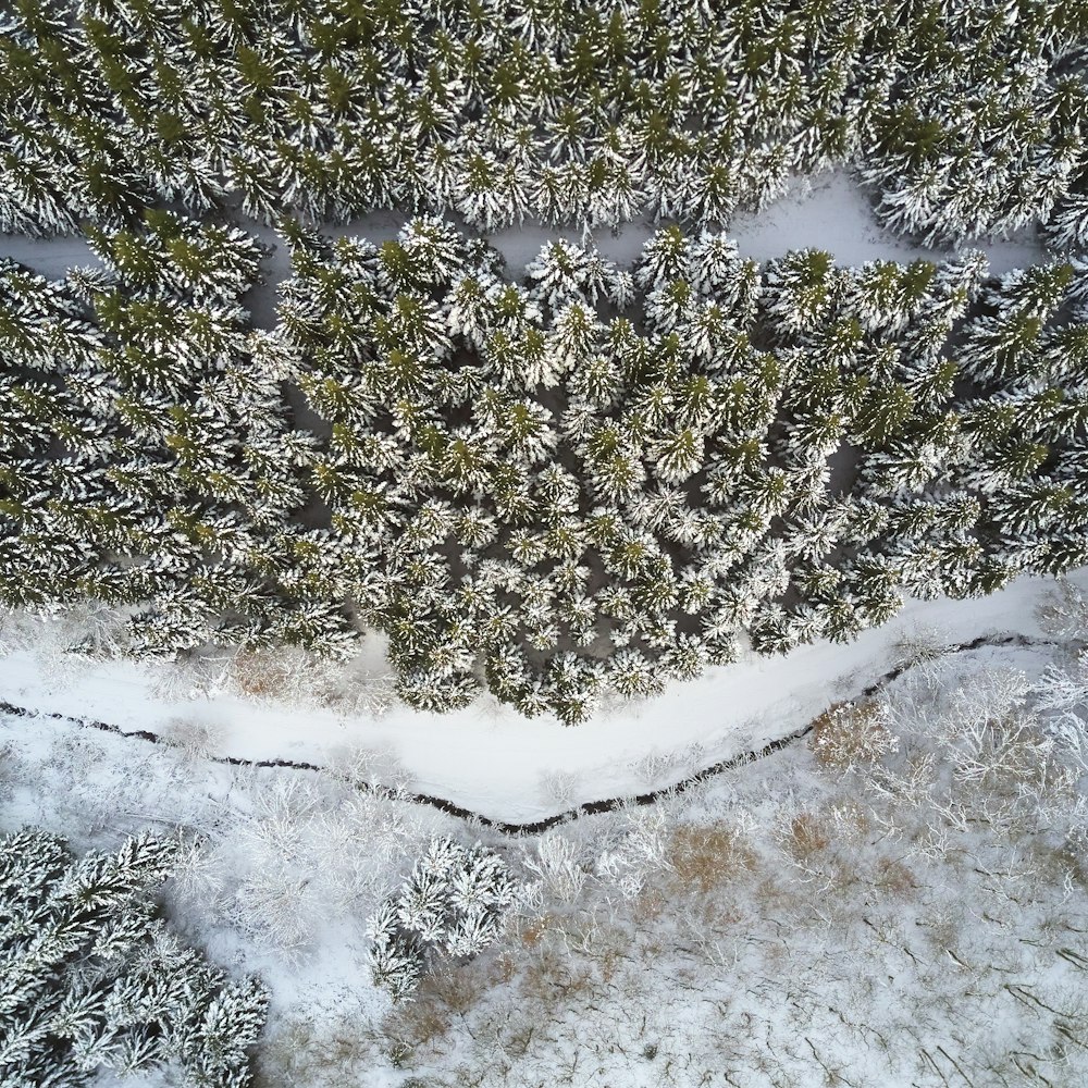 aerial view of land with pine trees covered by snow