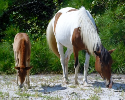A brown and white adult horse along with a smaller brown foal, both seem to be grazing on a sandy surface surrounded by lush green foliage.