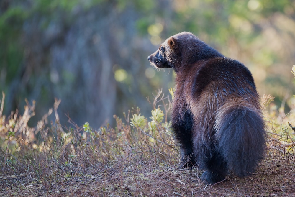 shallow focus photograph of black animal