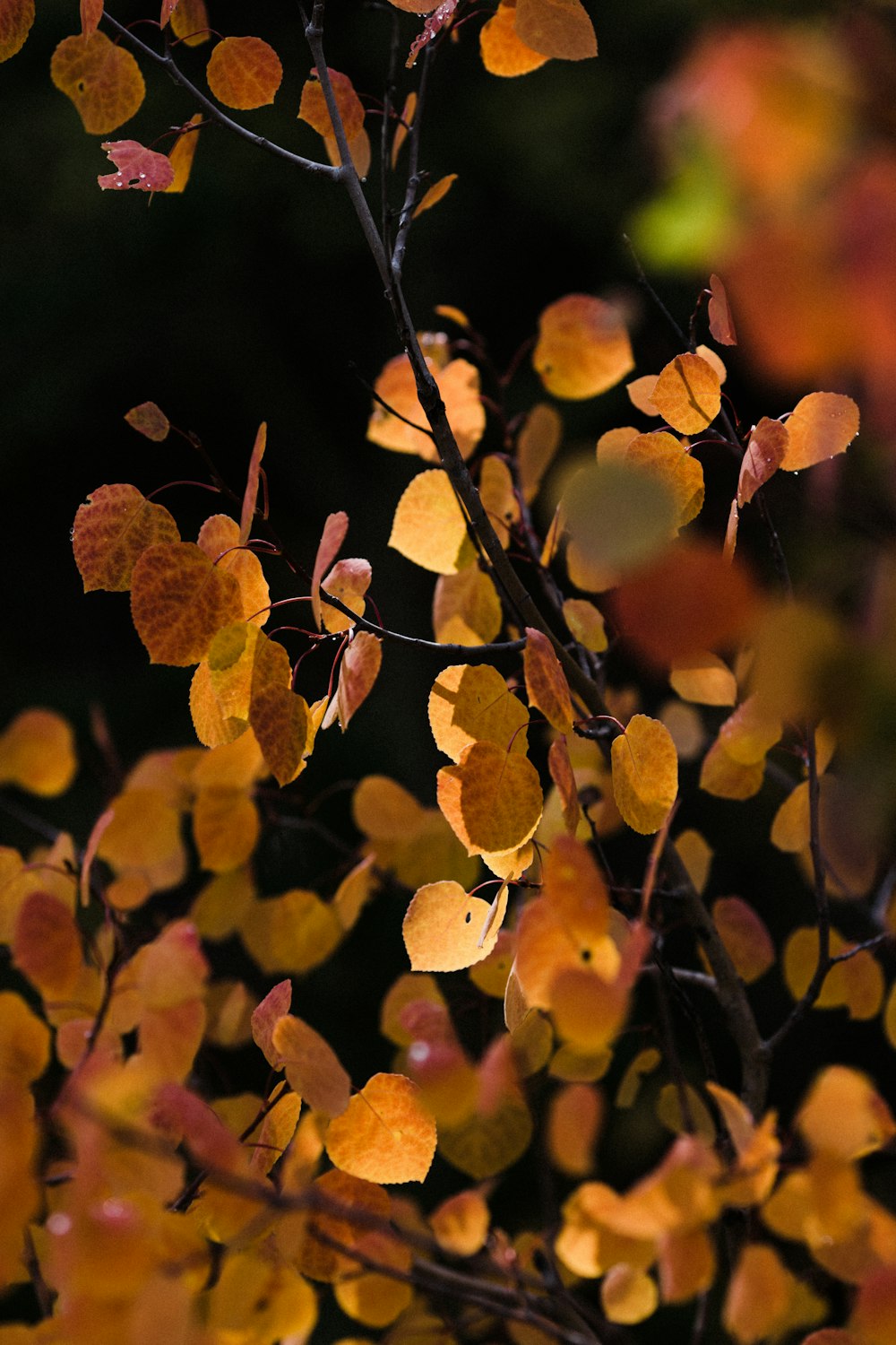 オレンジ葉のセレクティブフォーカス撮影
