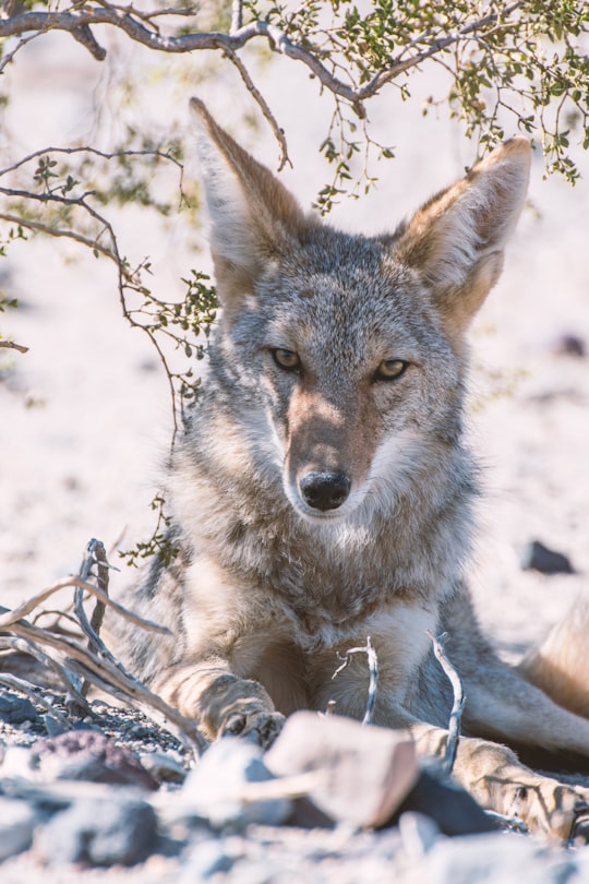 gray fox photography in Death Valley National Park United States
