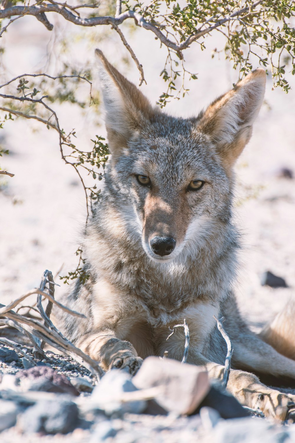 gray fox photography