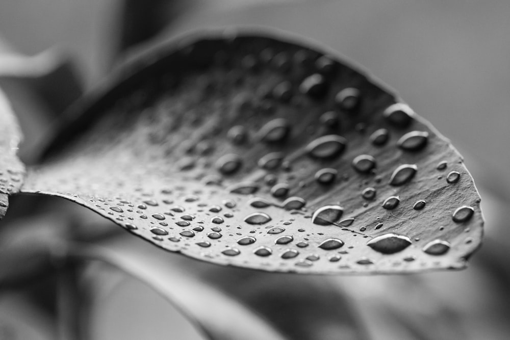 grayscale photo of leaf with dewdrop