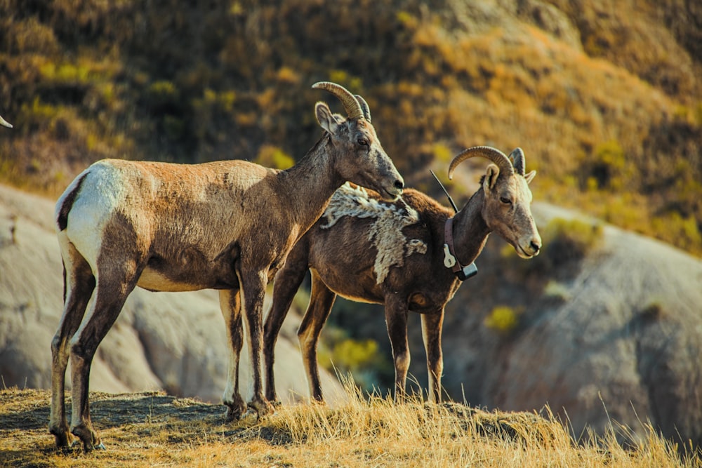 two brown 4-legged animal on cliff near mountain